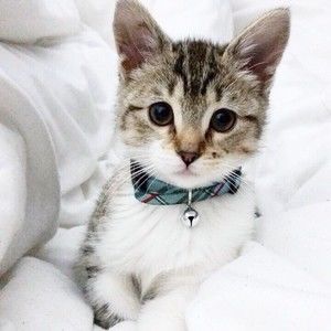 Meet your Posher, Omena